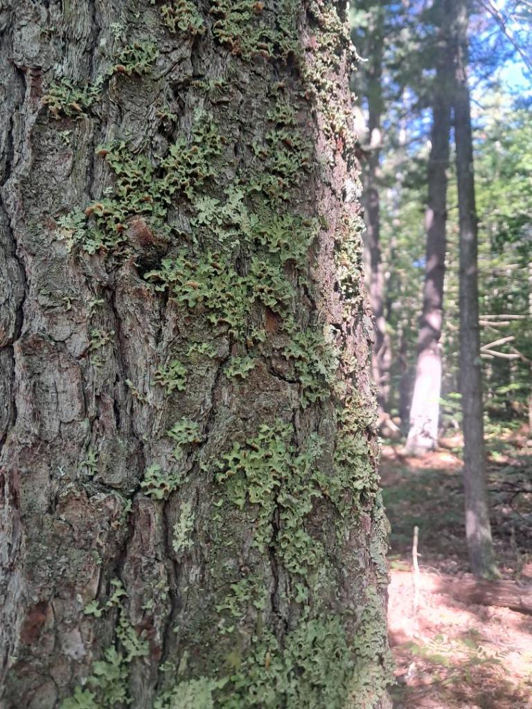 Photo: Lichen [Expires September 13 2026]