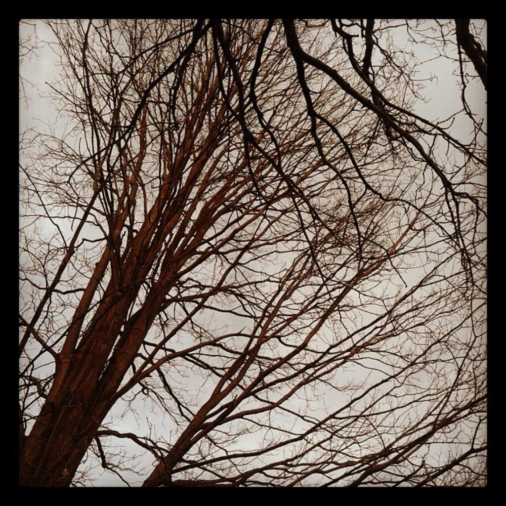 Photo: Trees Photo: Trees