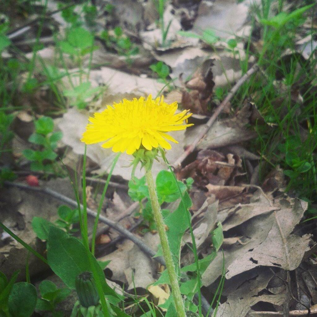 Photo: Dandelion