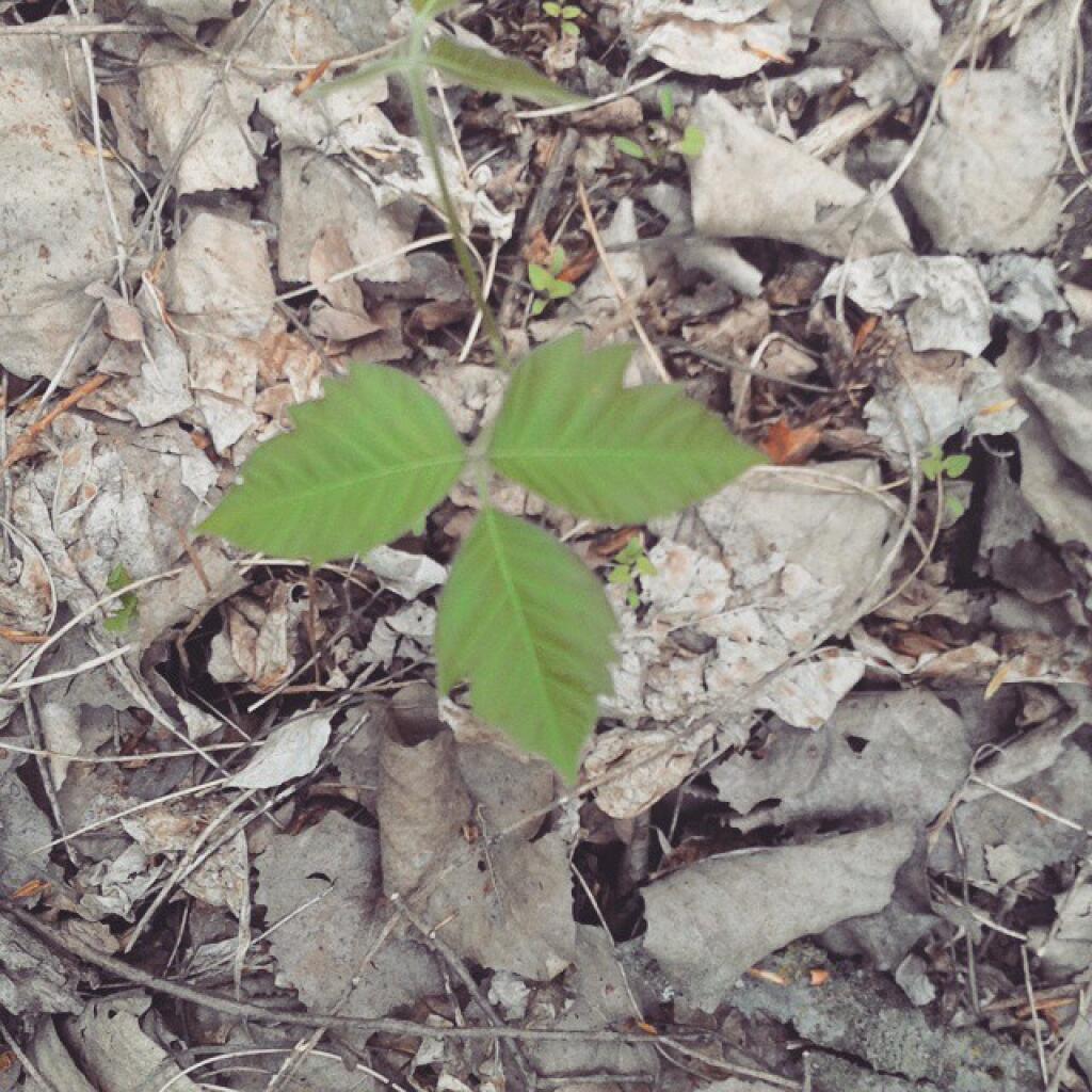 Photo: Pretty three leaved little olant Photo: Pretty three leaved little olant