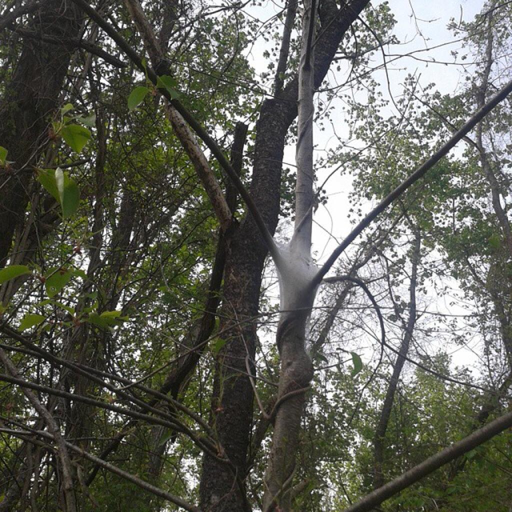 Photo: I hate tent caterpillars