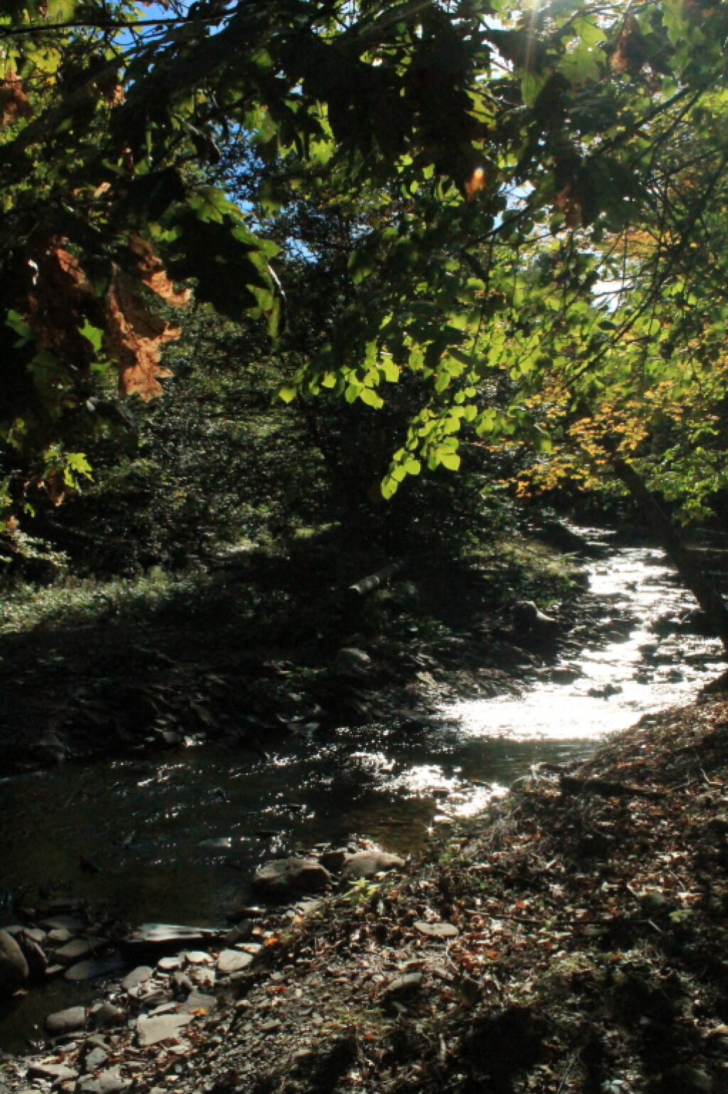 Photo: Re-routed Whetstone Creek