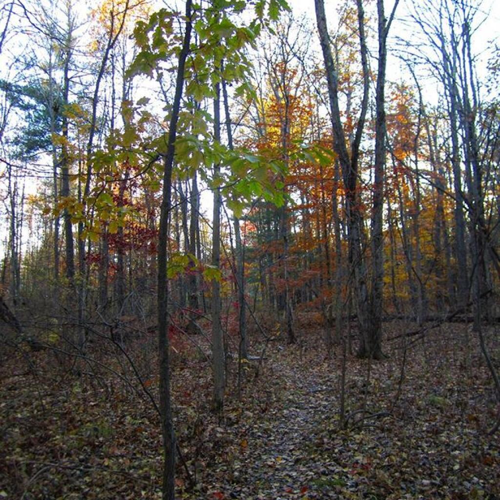 Photo: A walk in the woods Photo: A walk in the woods