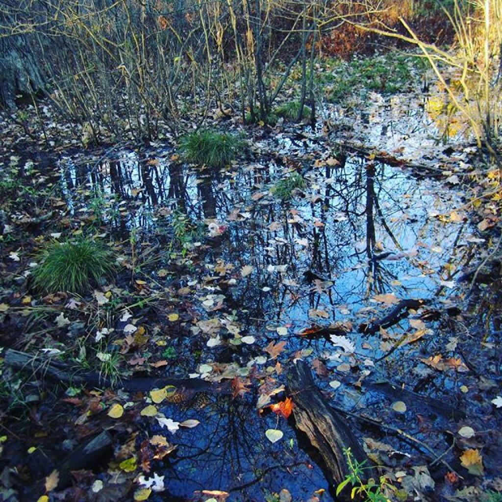 Photo: Swift Wetlands Photo: Swift Wetlands