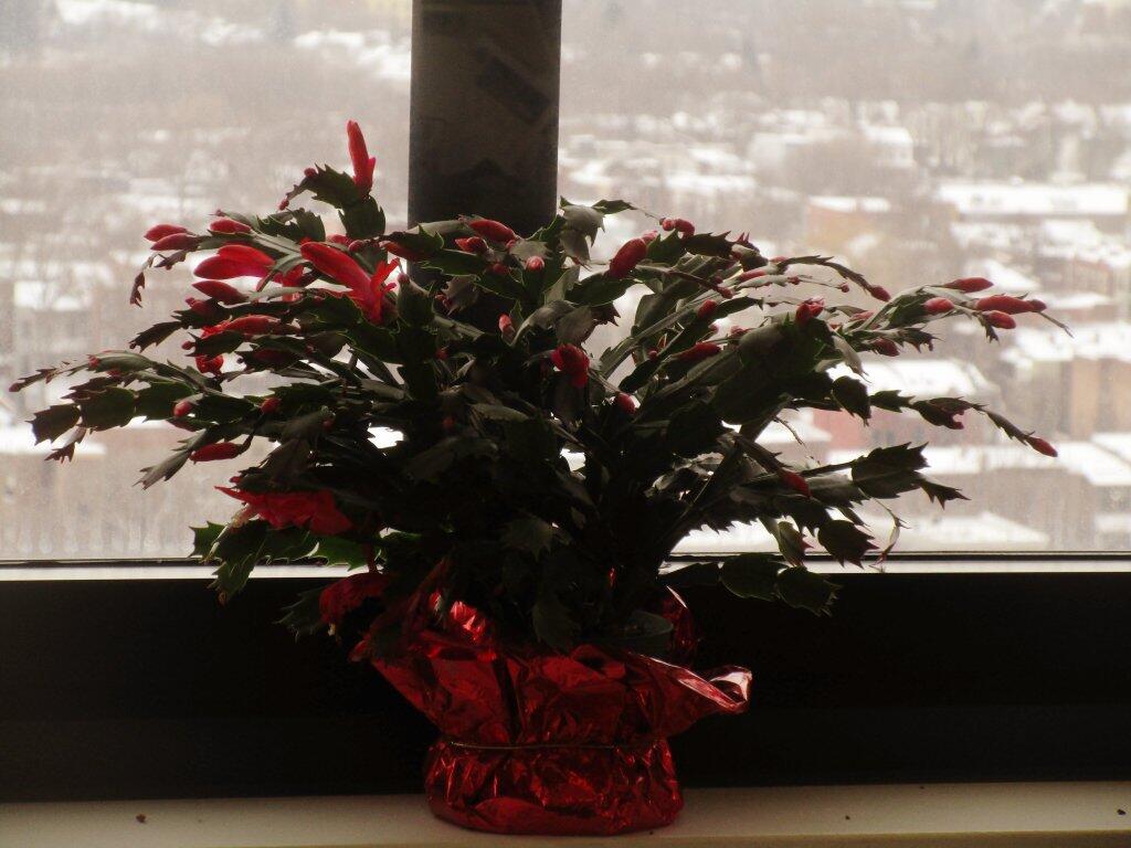 Photo: Christmas Cactus