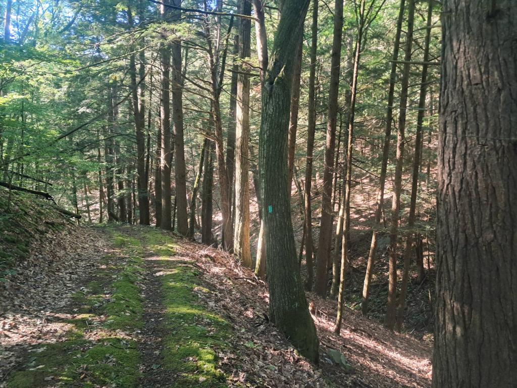 Photo: Old Carriage Way to Doney Hollow [Expires September 13 2026]