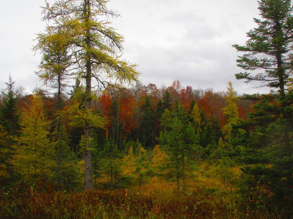 Photo: Bog River Flow