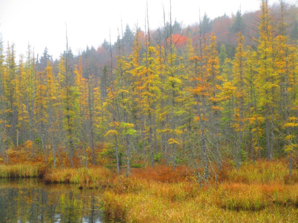 Photo: Tammerack Swamp Photo: Tammerack Swamp