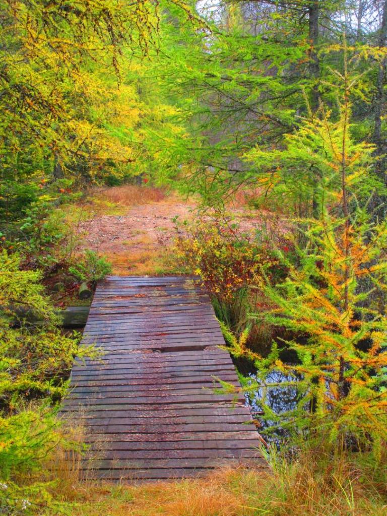 Photo: Sketchy bridge to Long Tom Mountain Photo: Sketchy bridge to Long Tom Mountain