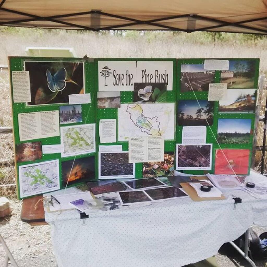 Photo: Stop by for the Lupine Festival