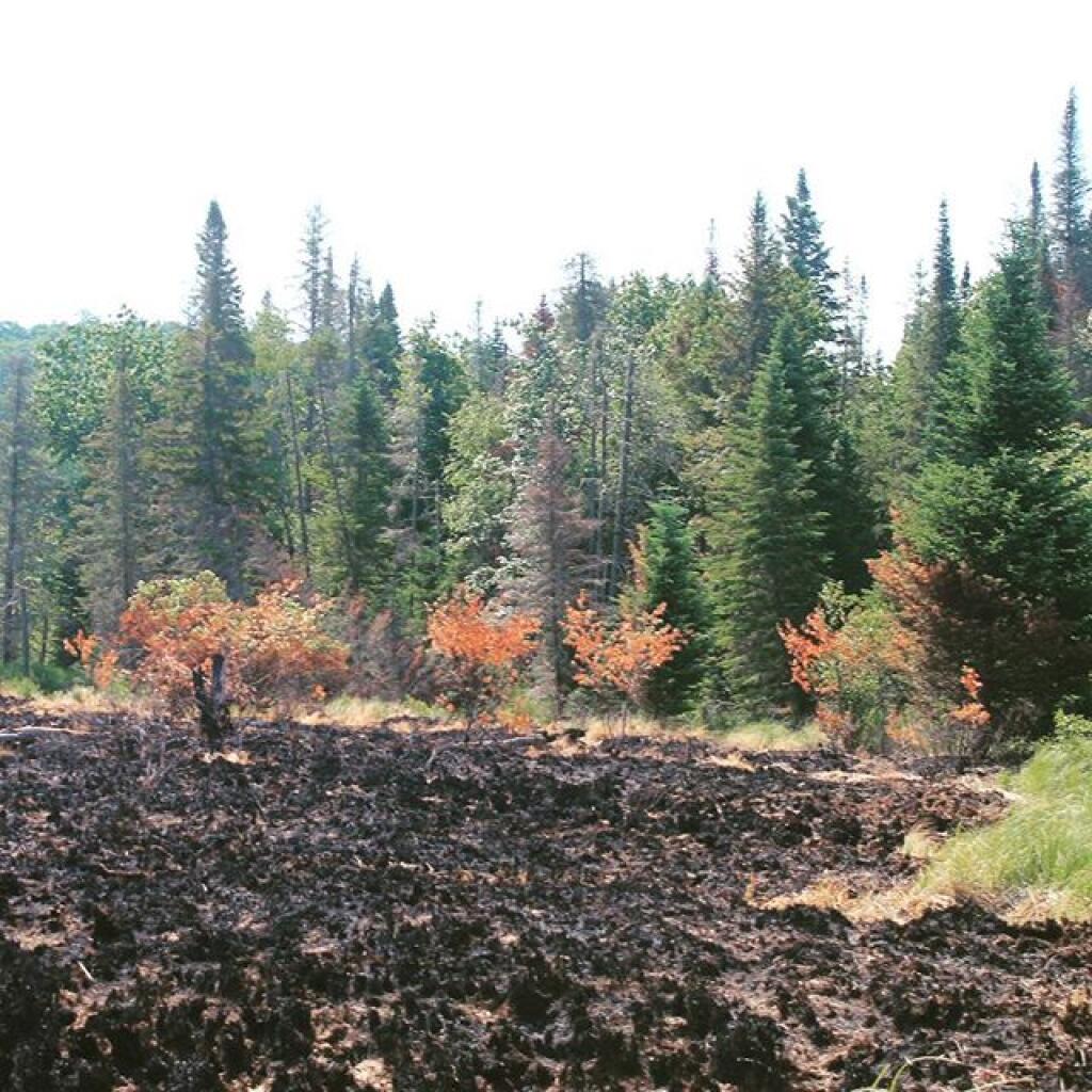 Photo: After the wildfire