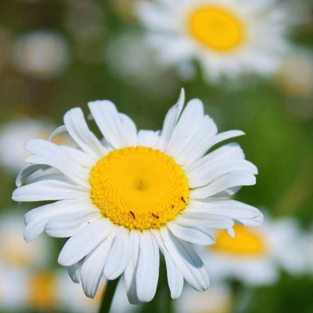 Photo: Daisy