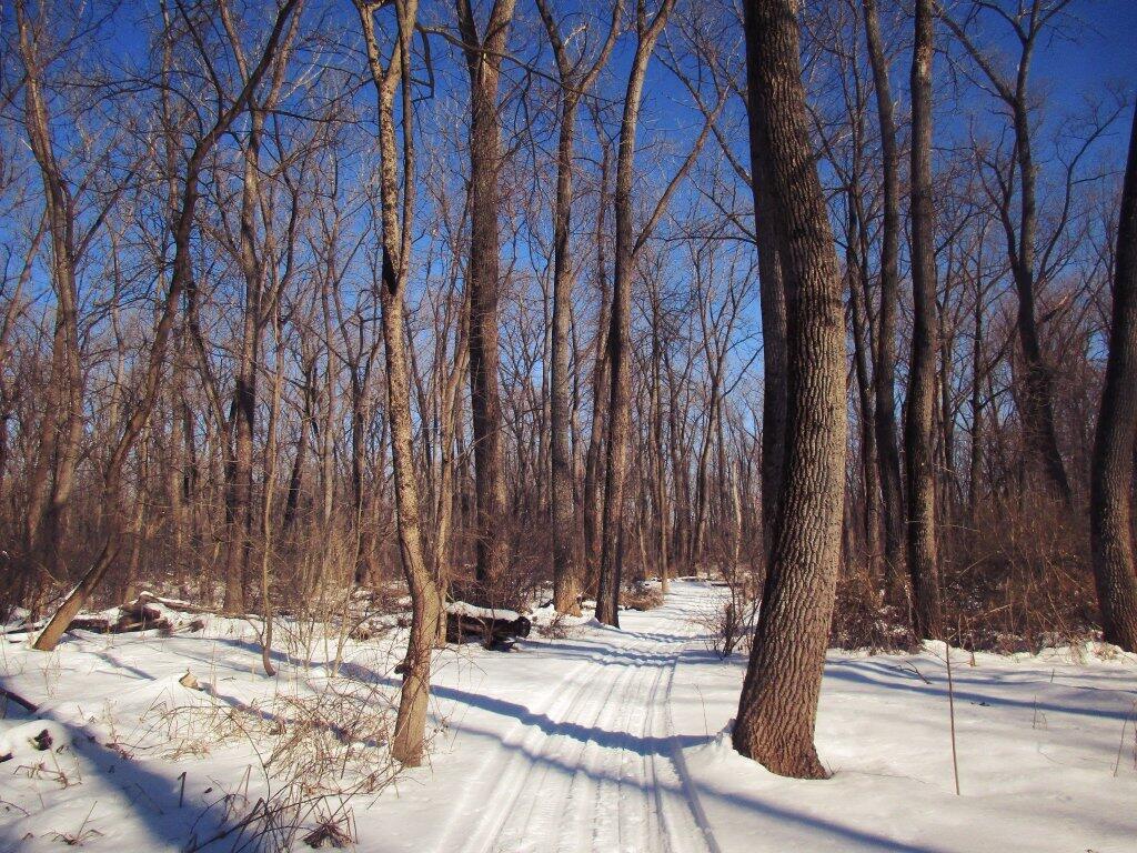 Photo: Through The Woods