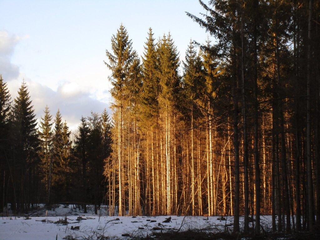 Photo: White Pine Stand Photo: White Pine Stand