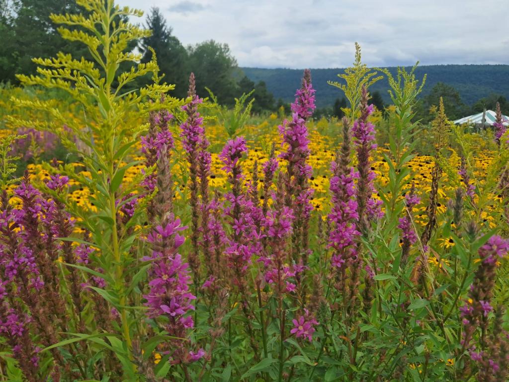 Photo: Purple Loosestrife [Expires September 13 2026]