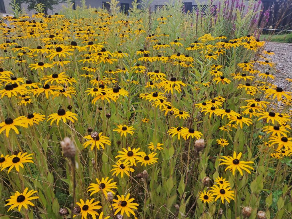 Photo: Black Eye Susan\'s [Expires September 13 2026]