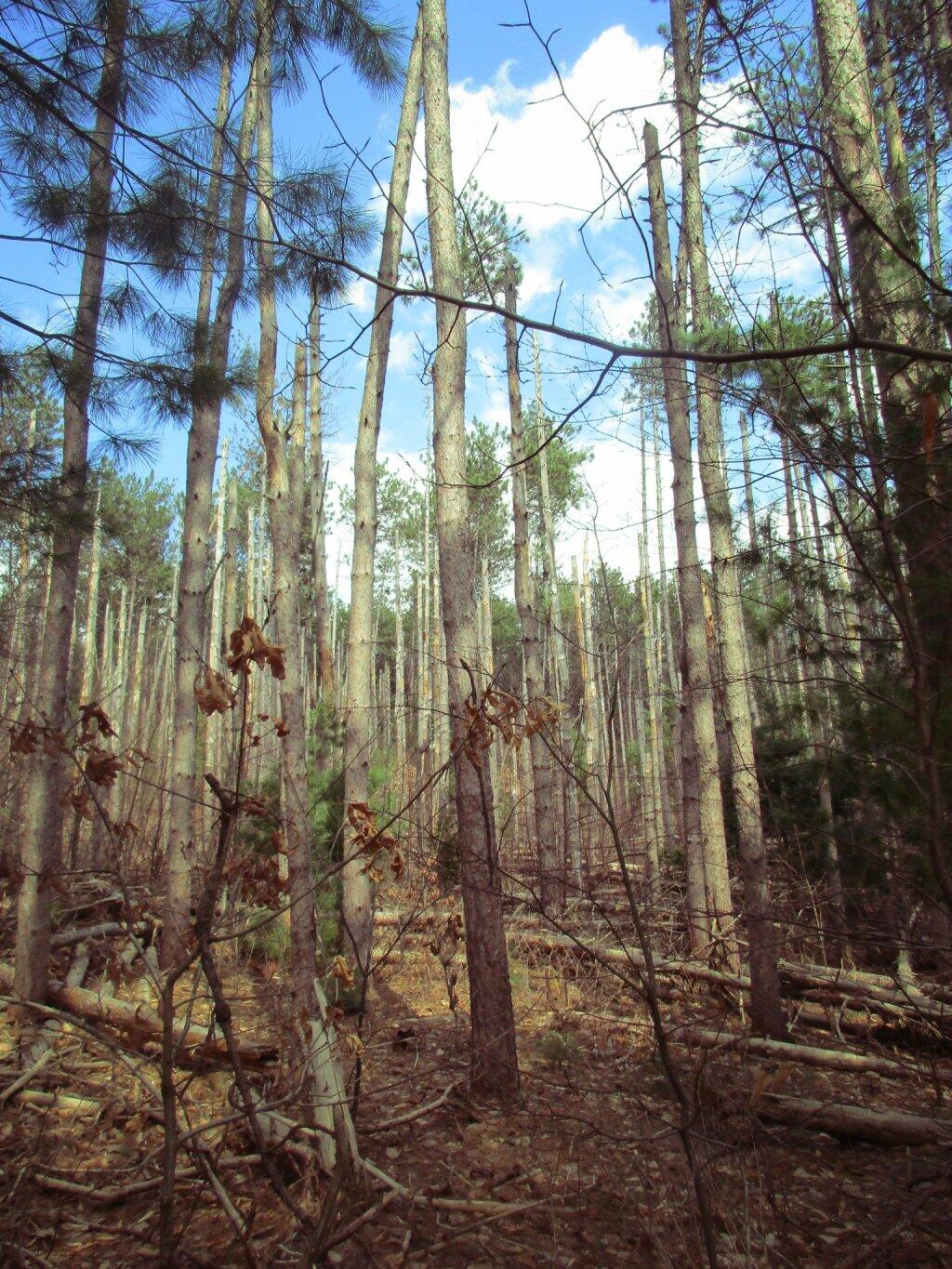 Photo: White Pine