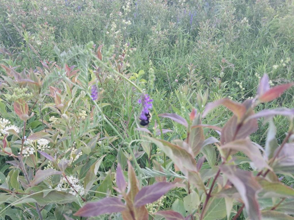 Photo: Bee [Expires June 23 2026]