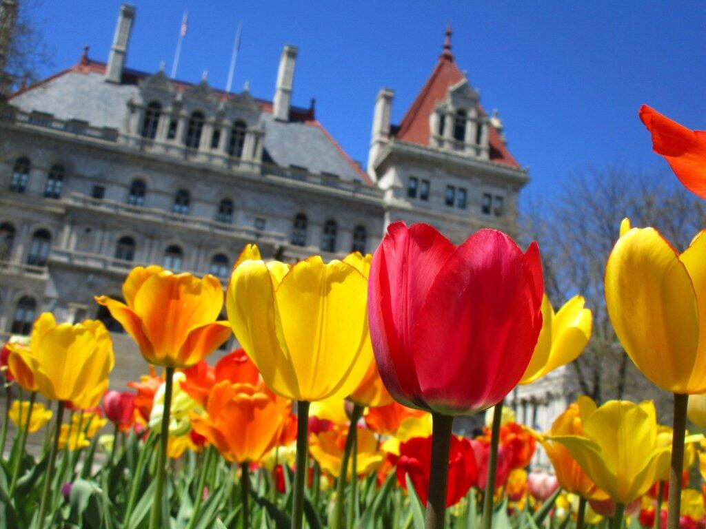 Photo: Tulips Out Front Photo: Tulips Out Front