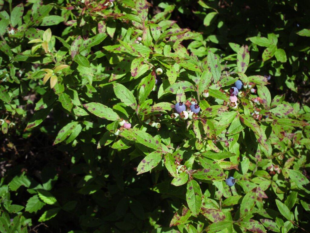 Photo: Blueberries