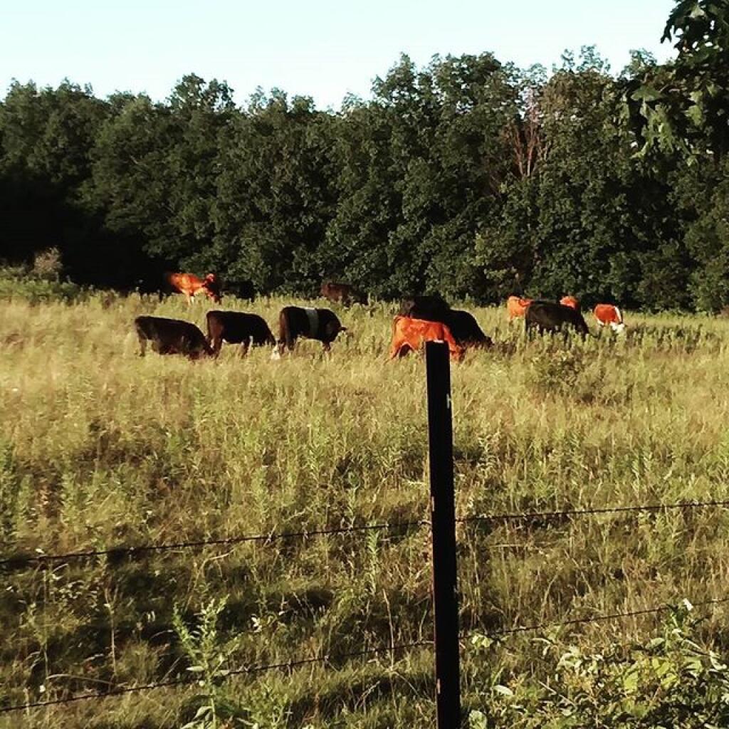 Photo: At the Finger Lakes NF you can watch cows graze from camp Photo: At the Finger Lakes NF you can watch cows graze from camp