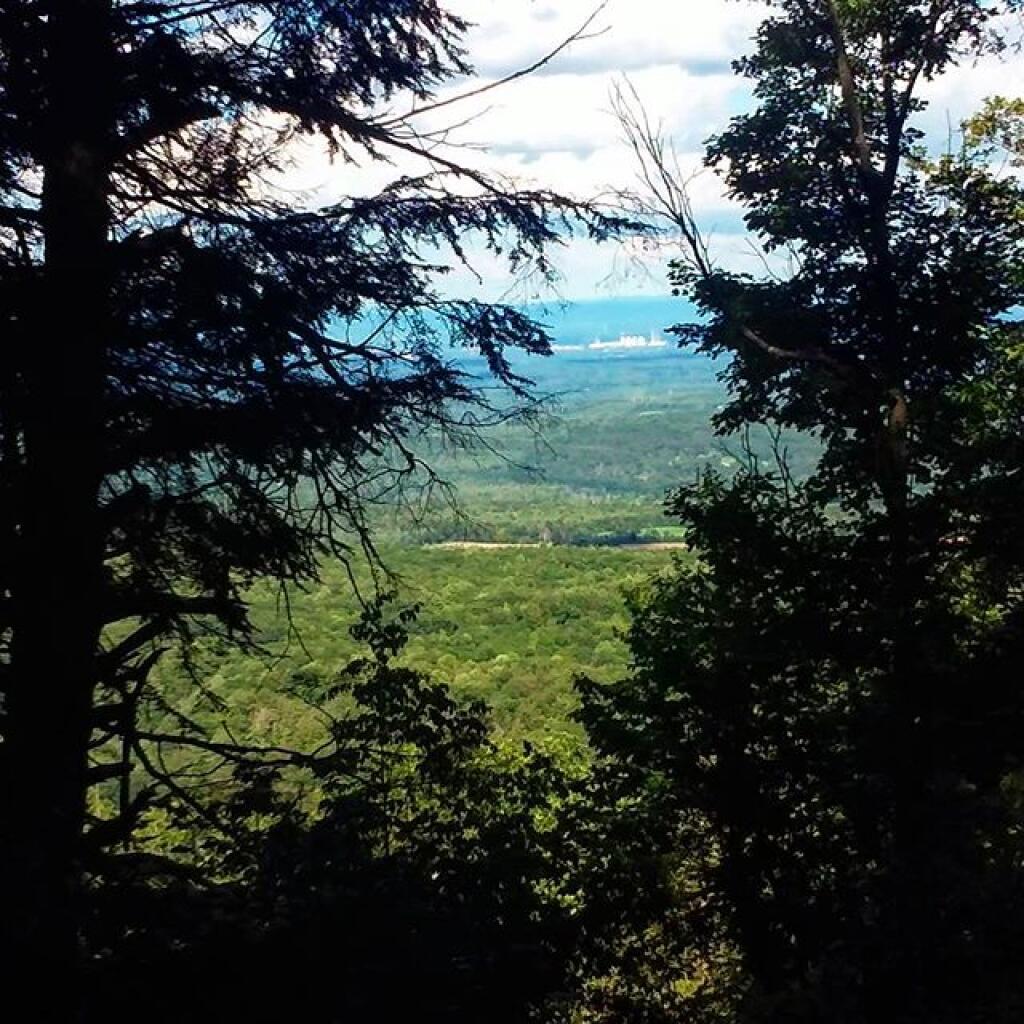 Photo: Albany through the trees