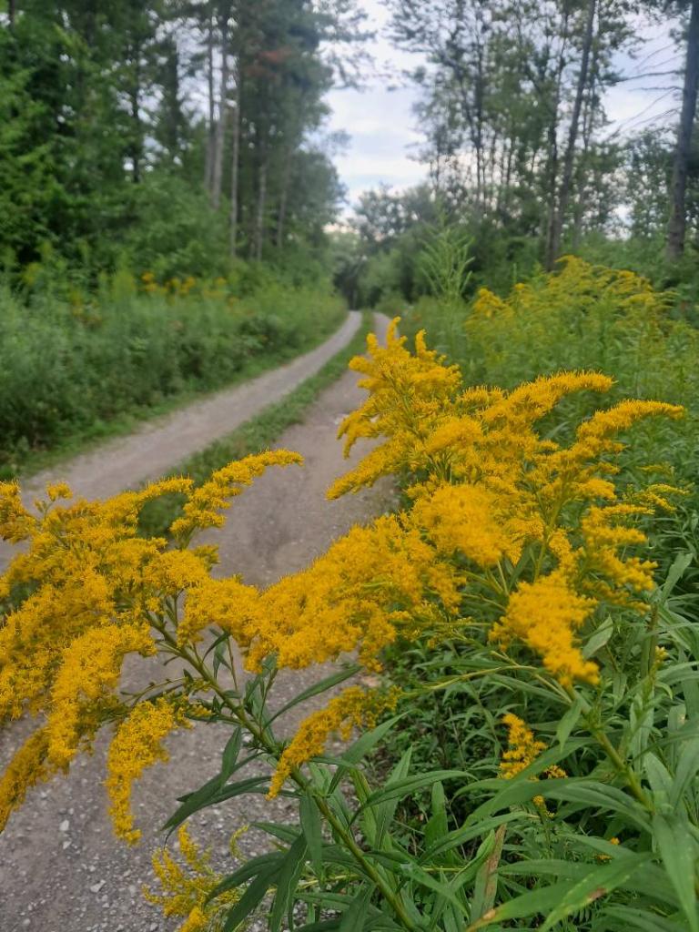 Photo: Golden Rod [Expires September 13 2026]