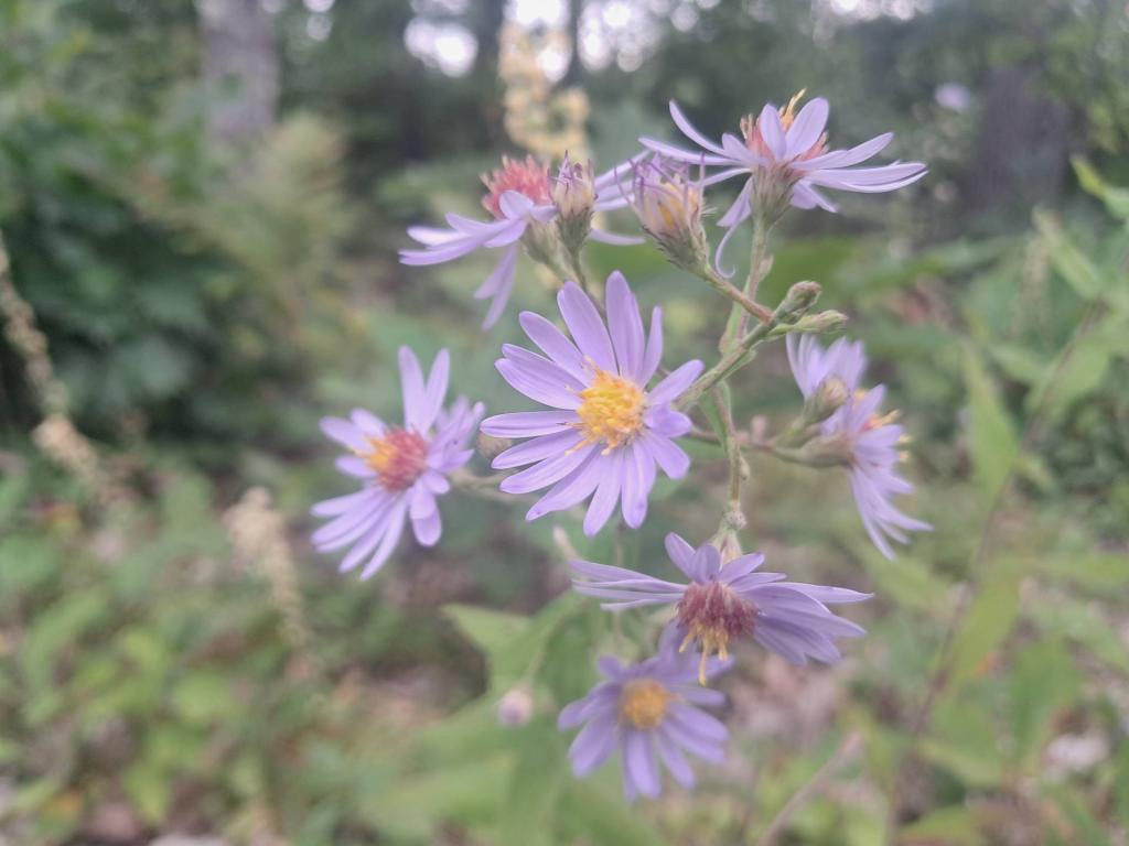 Photo: New England Astor [Expires September 14 2026]