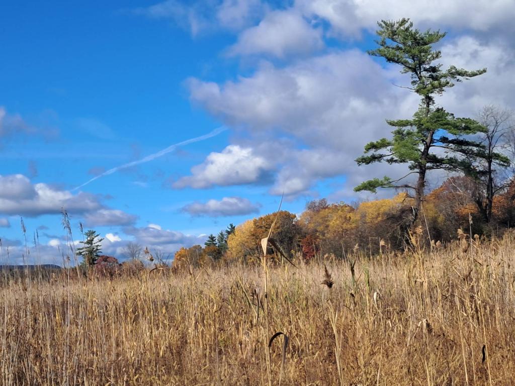 Photo: White Pine Photo: White Pine