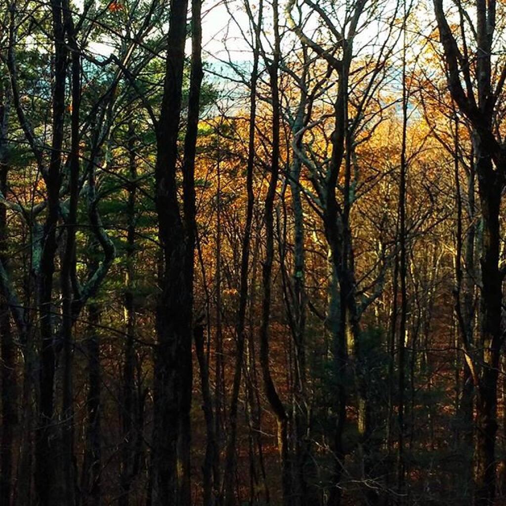 Photo: Warmth in the crown