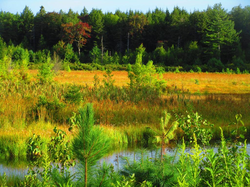 Photo: Duck Pond [Expires September 15 2026]