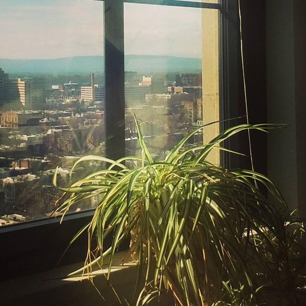 Photo: Spider Plant Photo: Spider Plant