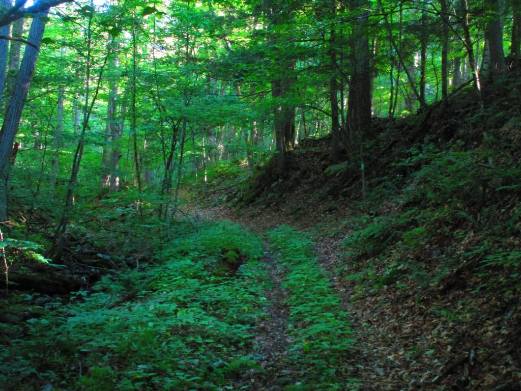 Photo: Long Path [Expires September 15 2026]