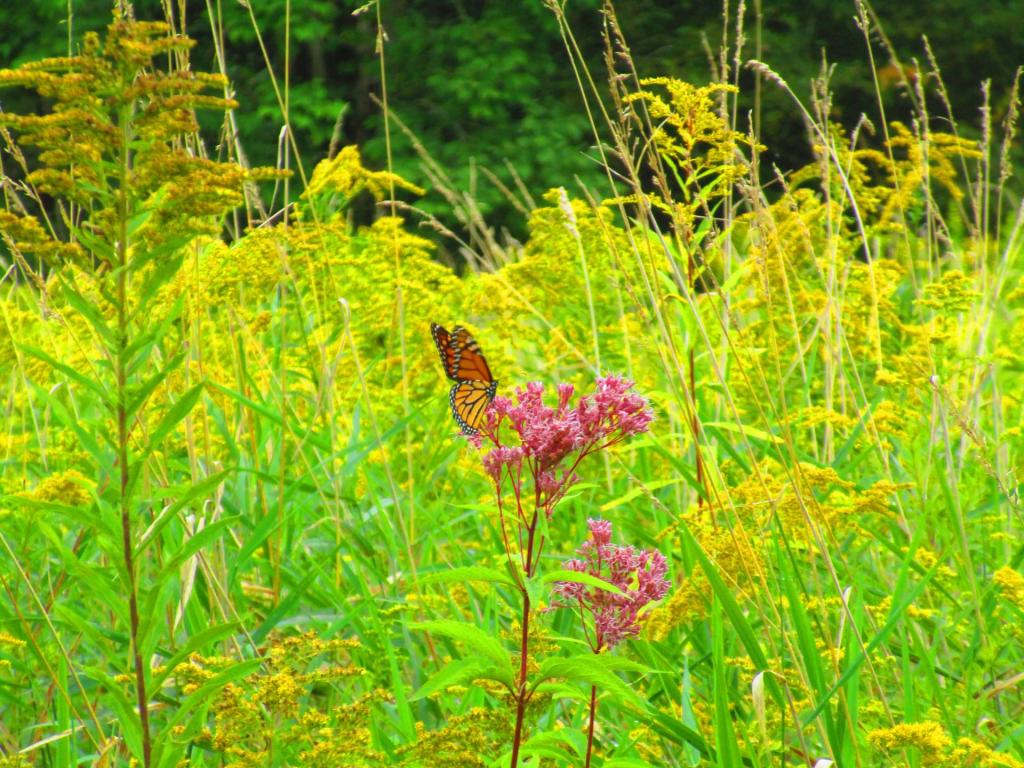 Photo: Vice Roy on Joe Pyde Weed  [Expires September 15 2026]