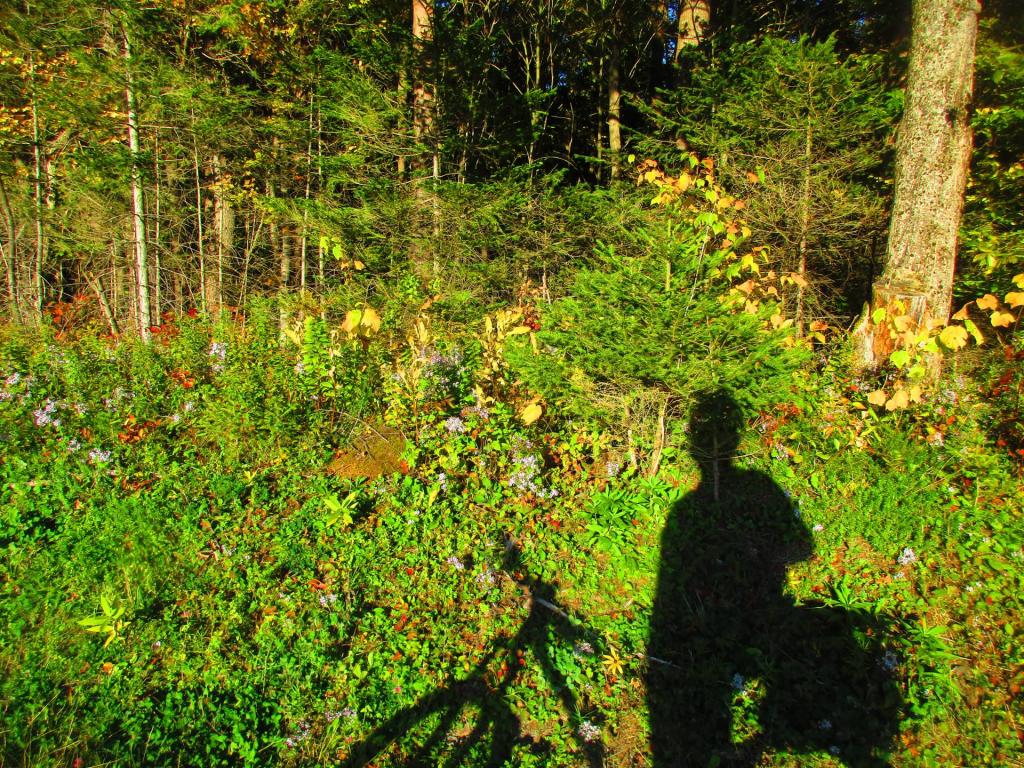 Photo: Shadows [Expires October 18 2026]