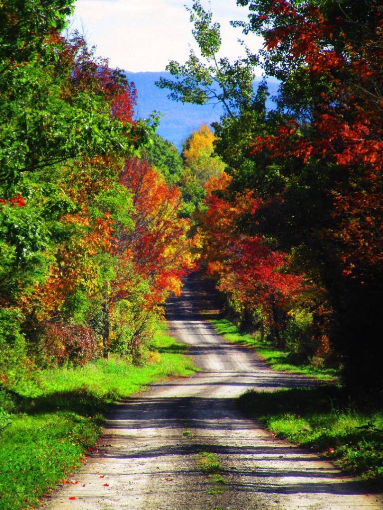 Photo: Scutt Road [Expires October 18 2026]