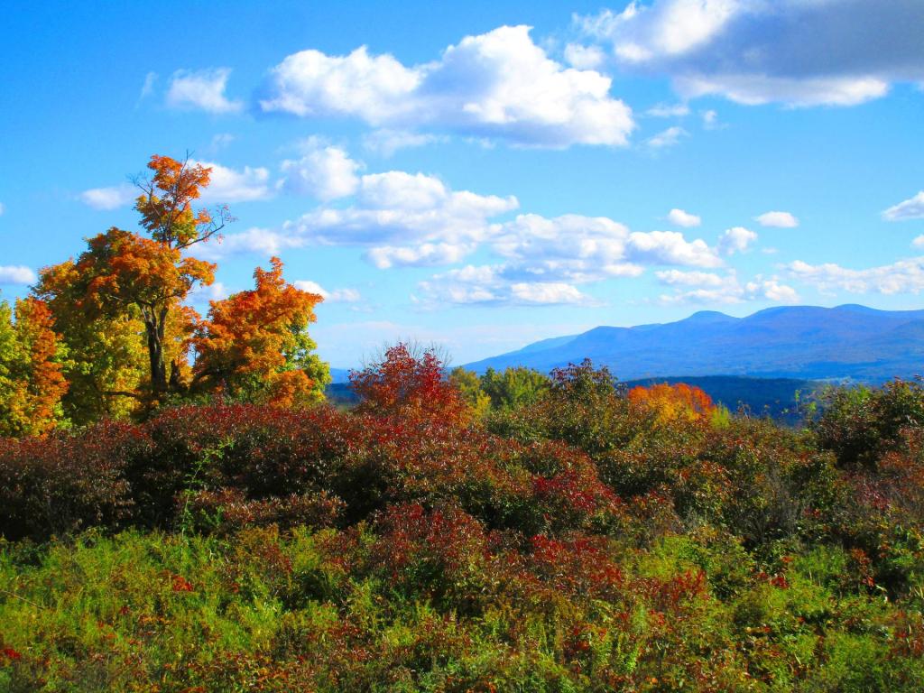 Photo: Fields [Expires October 18 2026]