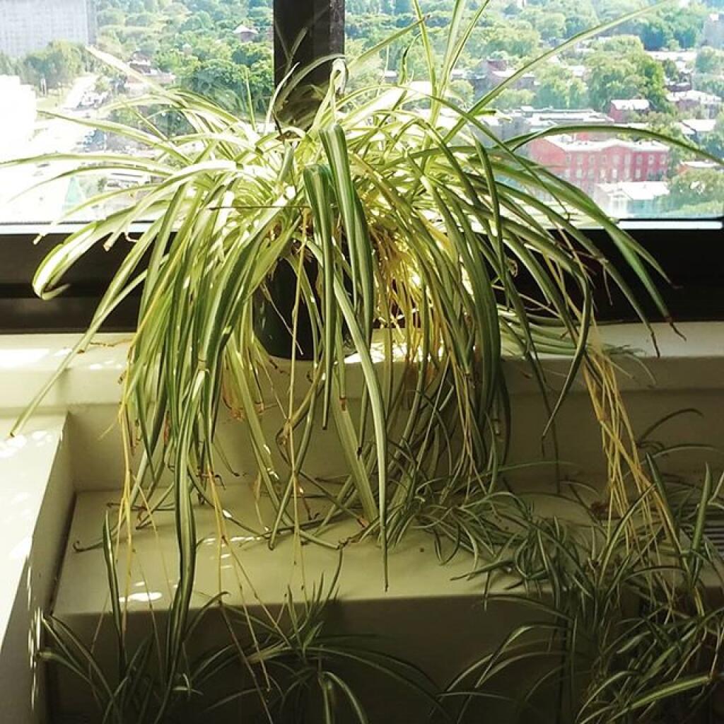 Photo: I don't think the spider plants is going to miss it's babies. Photo: I don't think the spider plants is going to miss it's babies.