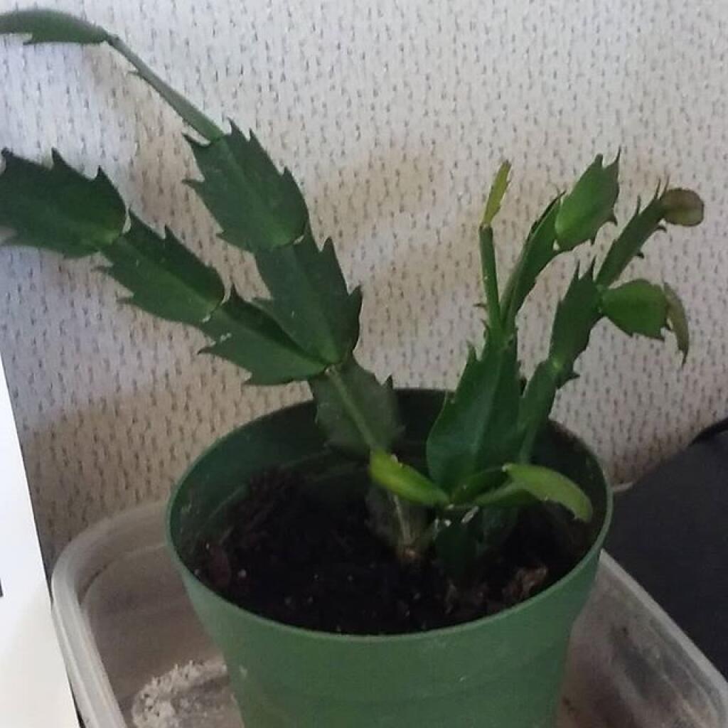 Photo: Lots of new growth on the now healthy Christmas Cactus Photo: Lots of new growth on the now healthy Christmas Cactus