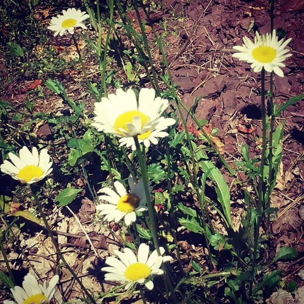 Photo: Daisies at the gravel pit Photo: Daisies at the gravel pit