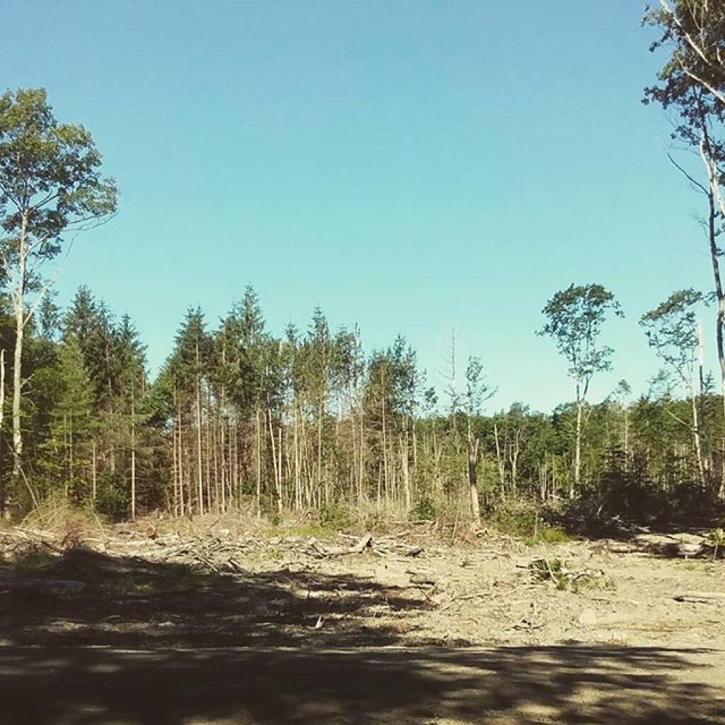 Photo: Timber harvest across from Duck Pond campsite provides great wildlife viewing opportunities