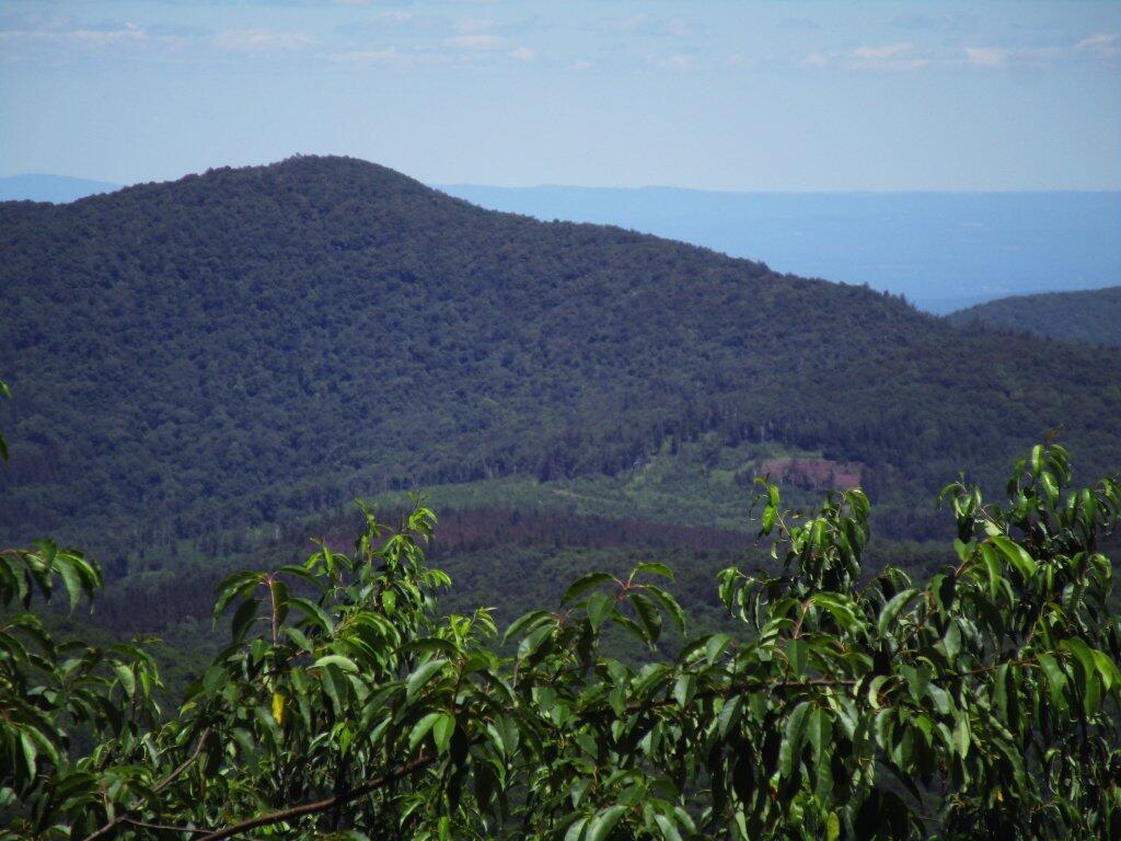 Photo: Timber Cut On Ross Mountain Photo: Timber Cut On Ross Mountain