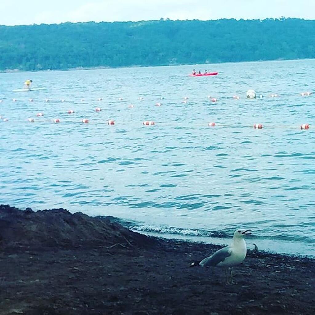 Photo: Sea Gull