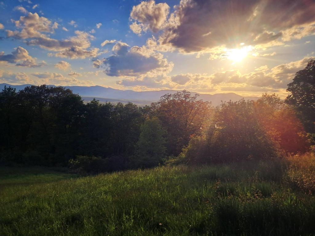 Photo: Rays