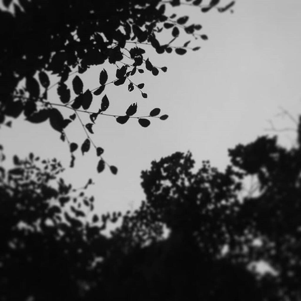 Photo: Looking up