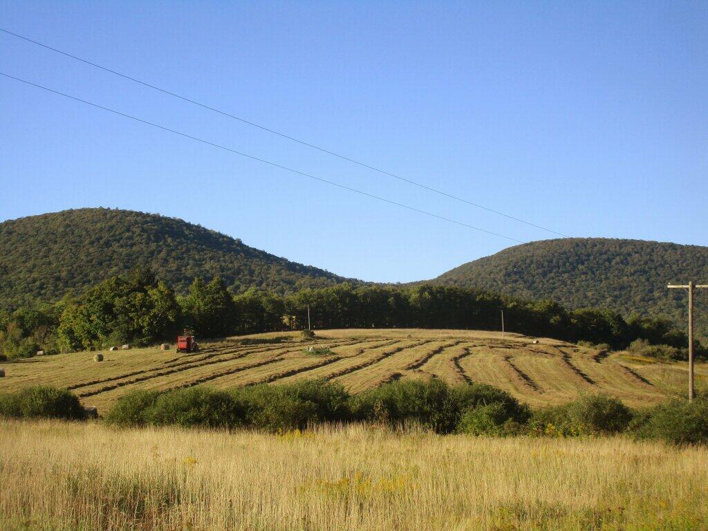 Photo: Making Hay Photo: Making Hay