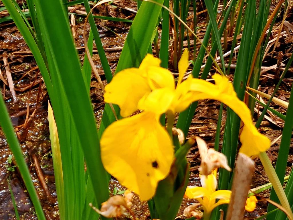 Photo: Yellow flag iris [Expires June 21 2026]