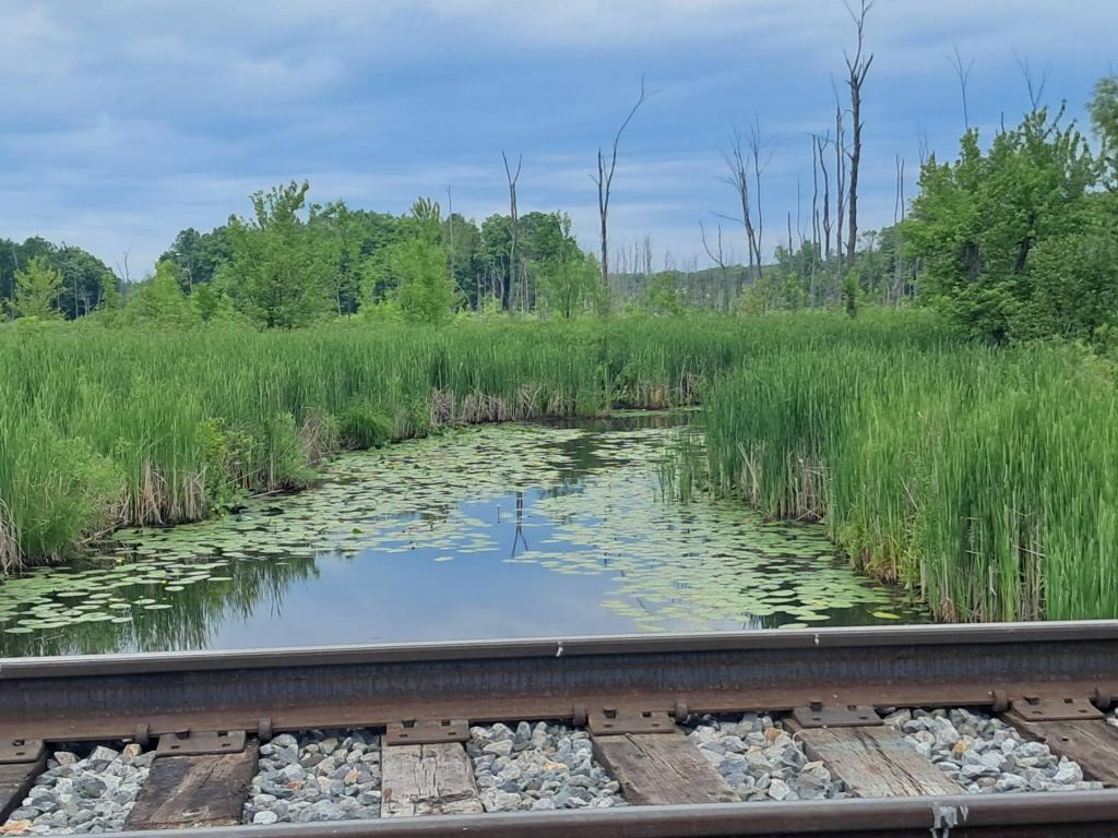 Photo: Along the tracks [Expires June 21 2026]