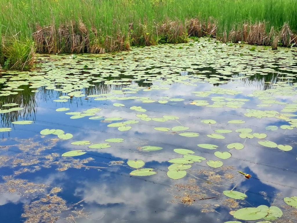 Photo: Pond Lilies [Expires June 21 2026]