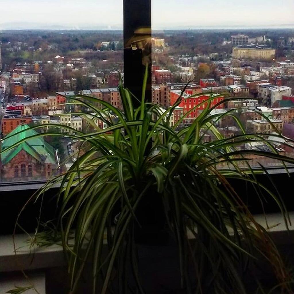 Photo: Vacation ends for spider plant Photo: Vacation ends for spider plant